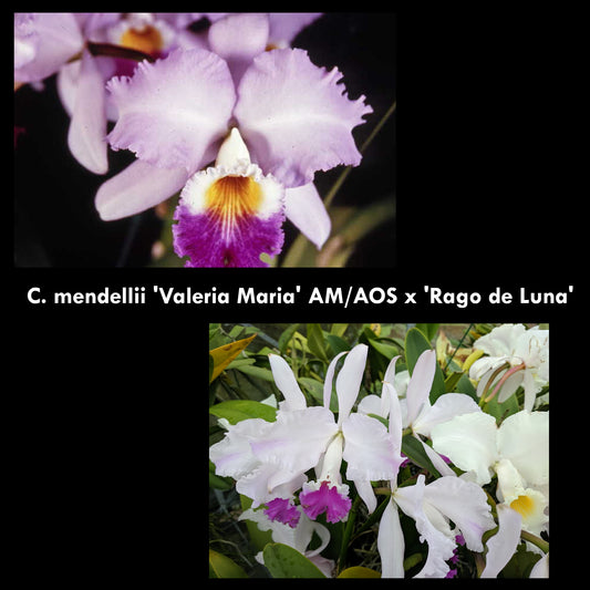 Cattleya mendellii