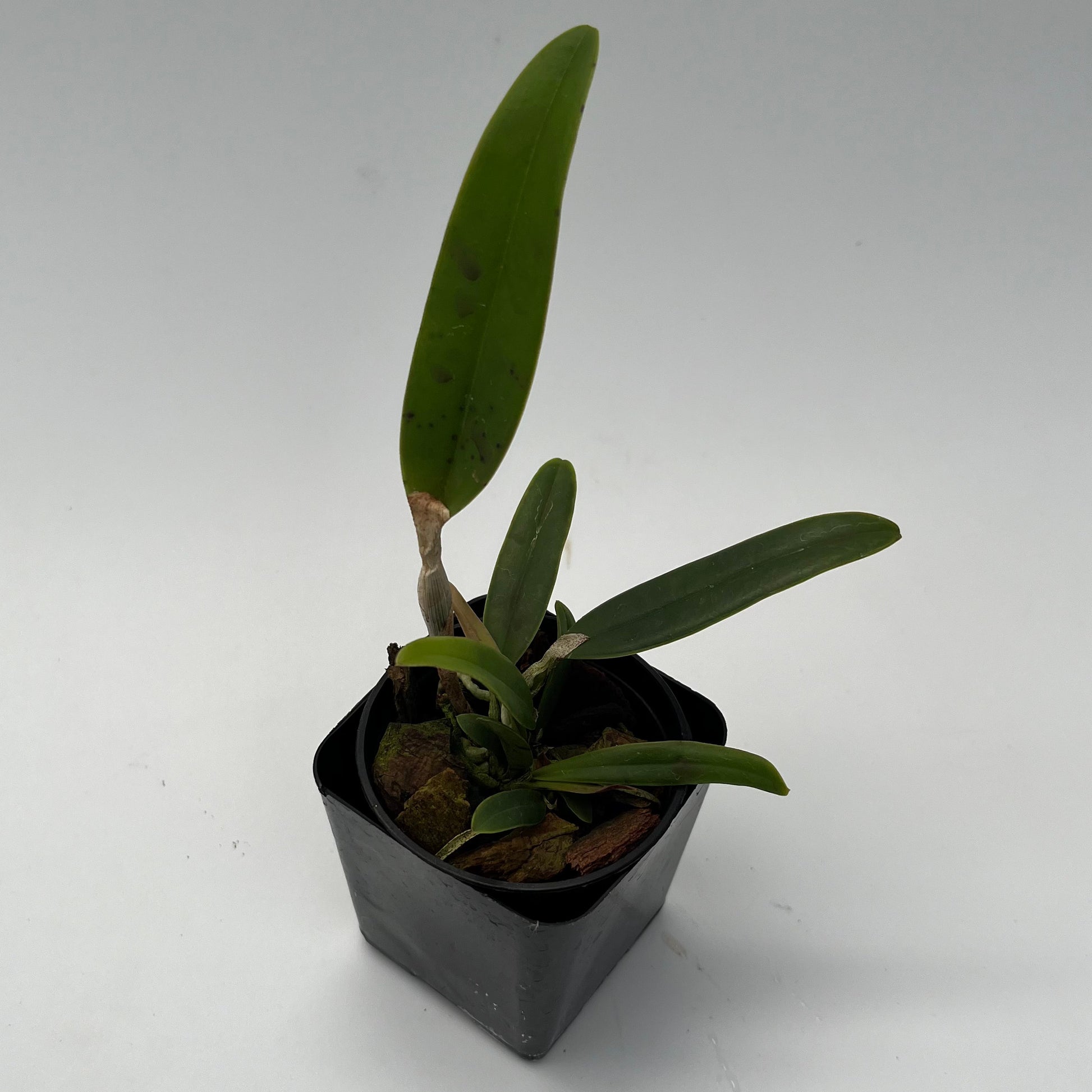 Cattleya velutina