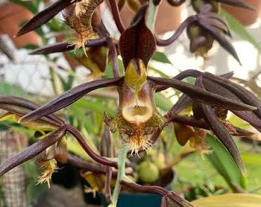 Catasetum saccatum