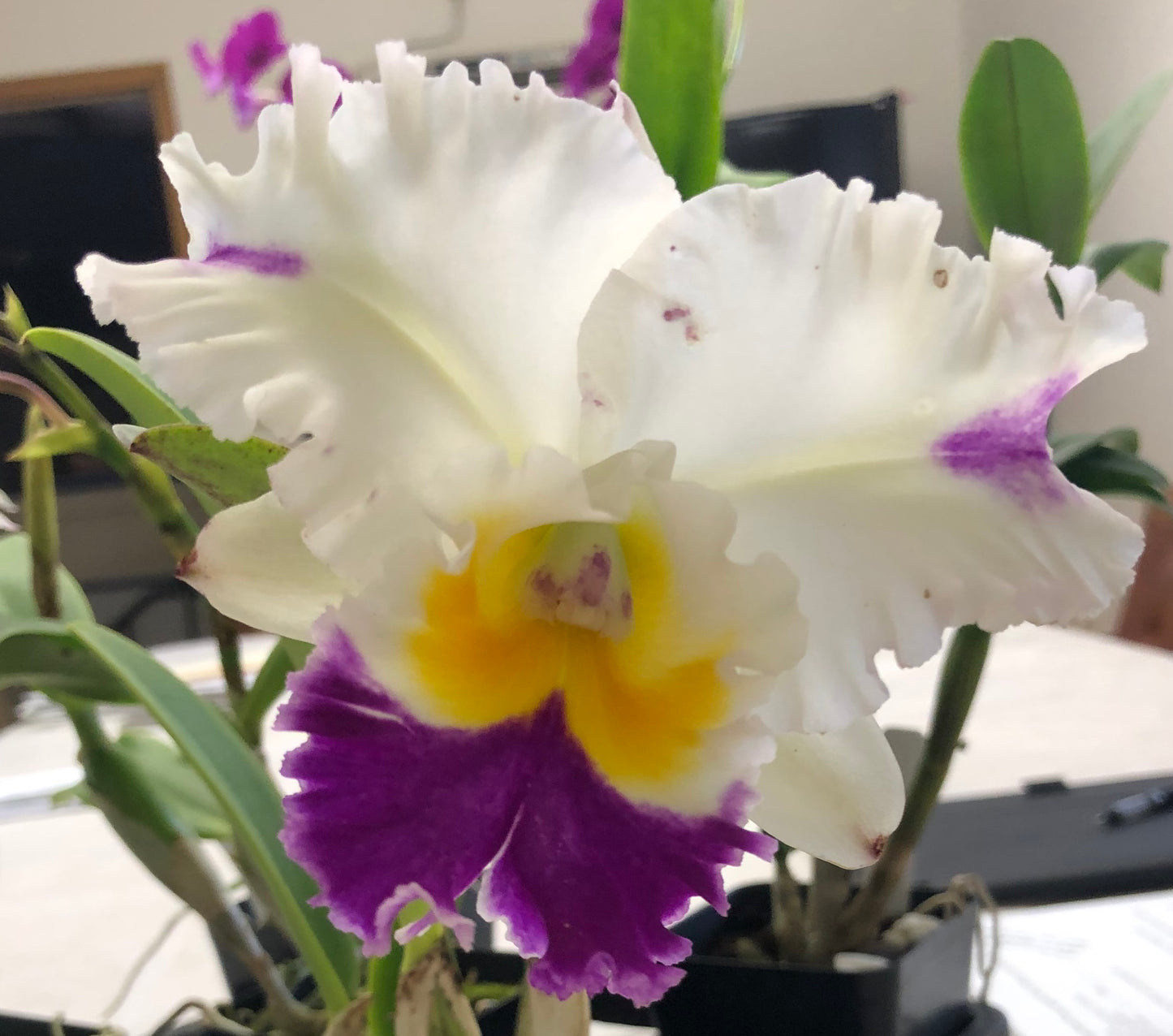 White purple and yellow Cattleya flower potted orchid plant Hawaii