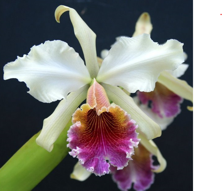 Sale* Blooming size cattleyas~box of 4 or 8 – Kalapana Orchid Farm