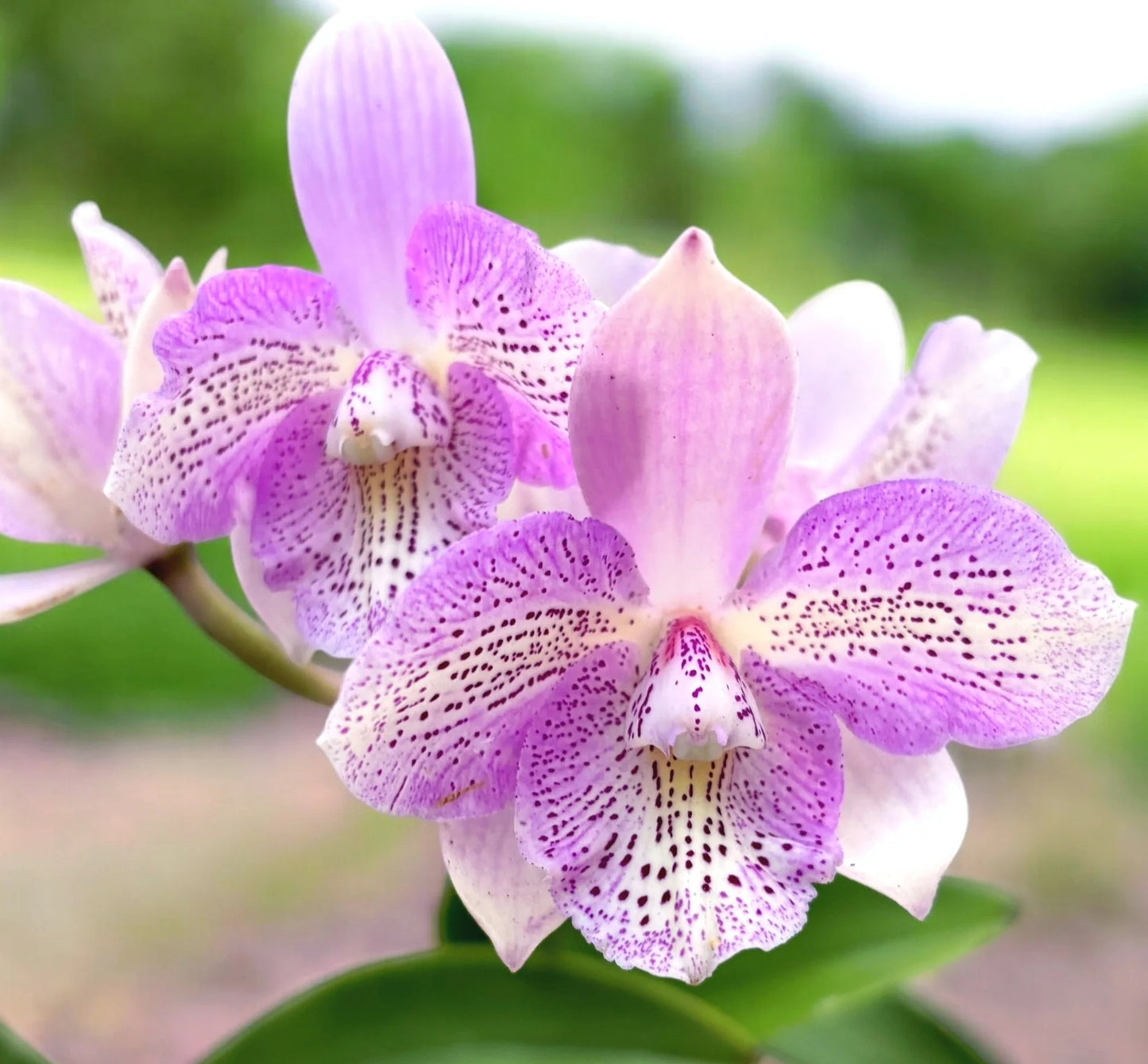 Caulocattleya Chantilly Lace 'Twinkle'