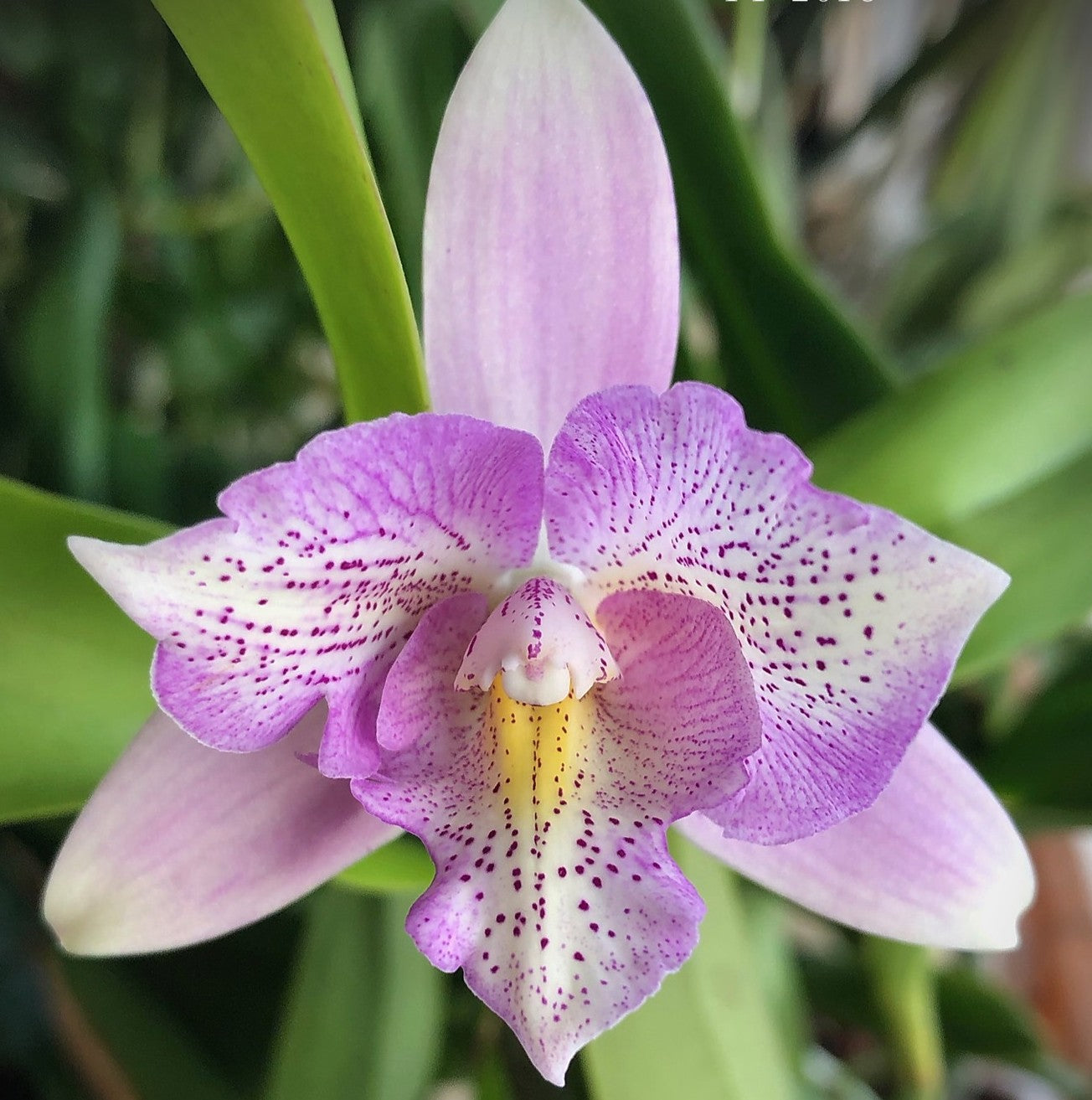Caulocattleya Chantilly Lace 'Twinkle'