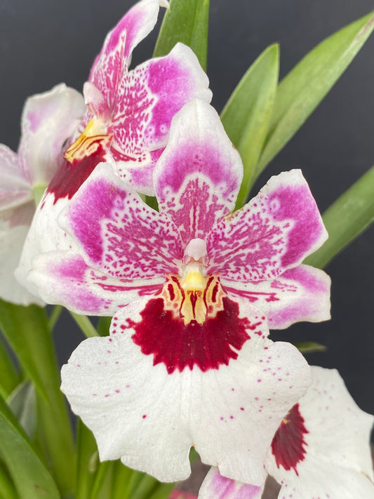 Odtna. Claire 'Big Girl'- Blooming size