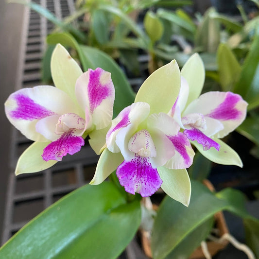 Ctna. Ethel's Paradise 'In Kalapana'