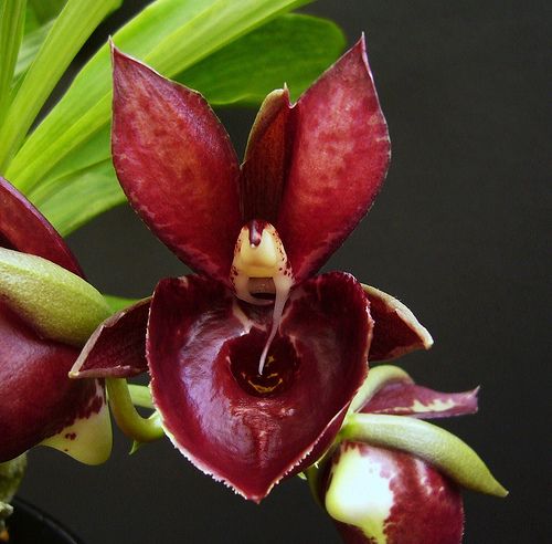 Ctsm. Mark's Red Hermosa~in spike!