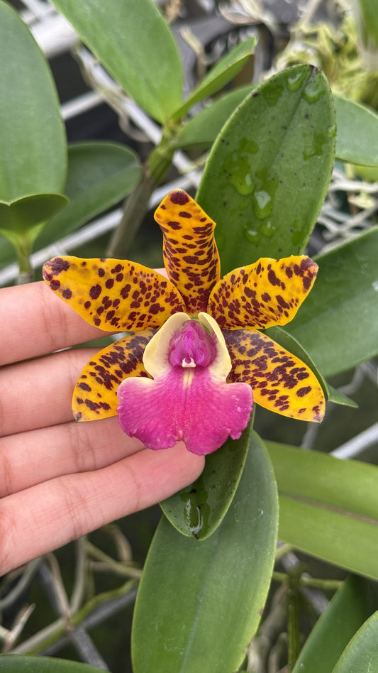 Ctt. Ratsima Spot