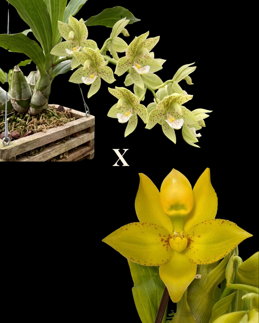 Cyc. Baker's Paradise 'Pistachio' x Cyc. Richard Brandon '#1'