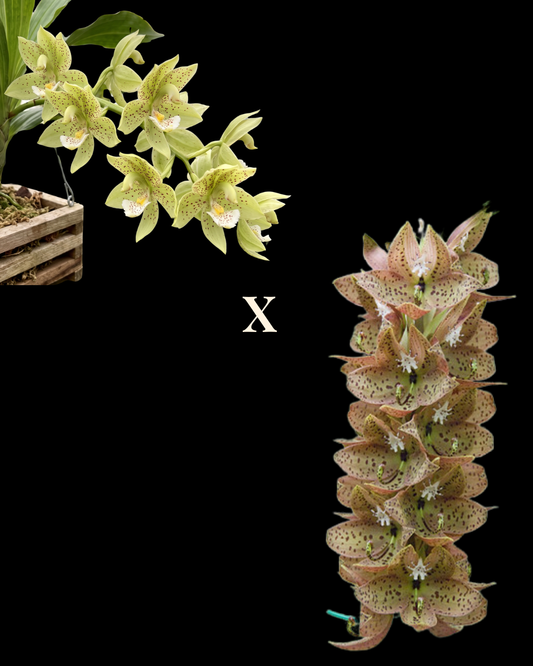 Cyc. Baker's Paradise 'Pistachio' x Cyc. barthlorum 'Jungle Mist Freckles' AM/AOS