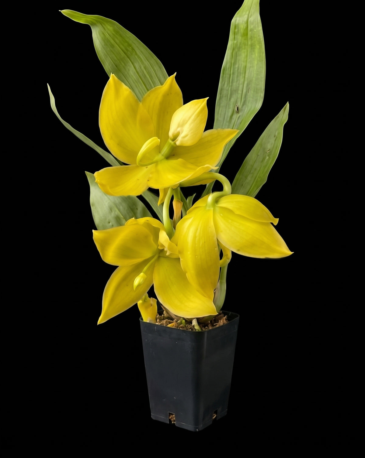 Cyc. Bronze Vixen 'Cool' x Cyc. Richard Brandon 'Bronze'