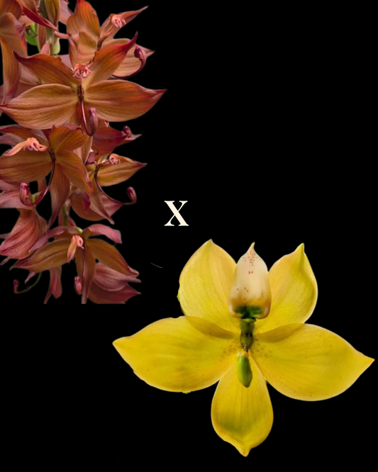Cyc. Bronze Vixen 'Seduction' x Cyc. Atratus 'Firebird' AM/AOS