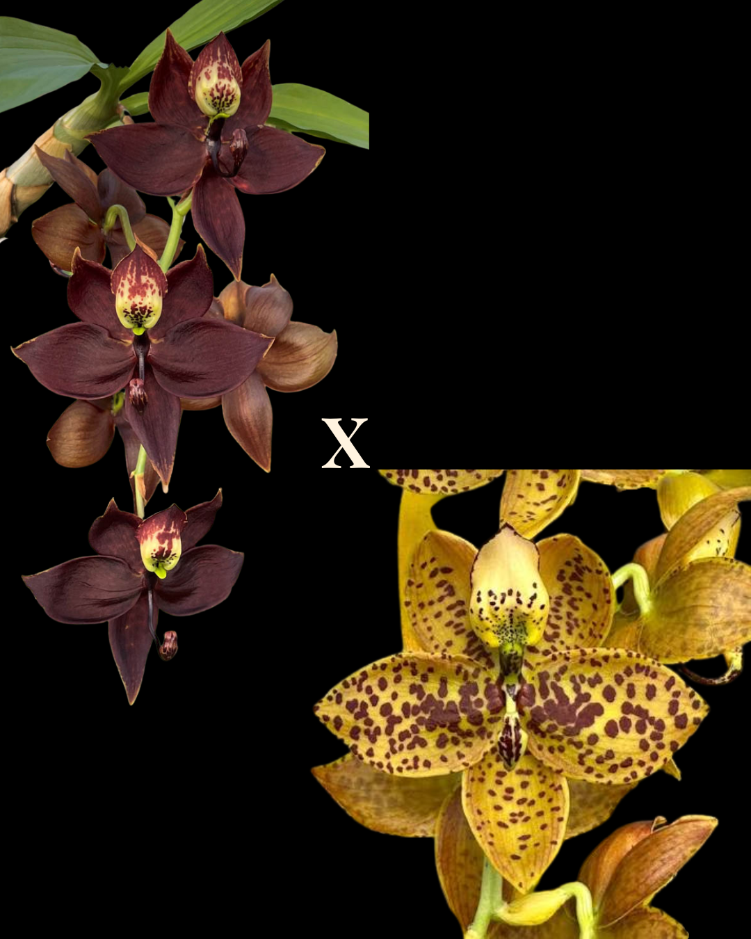 Cyc. Cygnus Atratus 'Coffee' x Cyc. Richard Brandon 'Sun Spots'