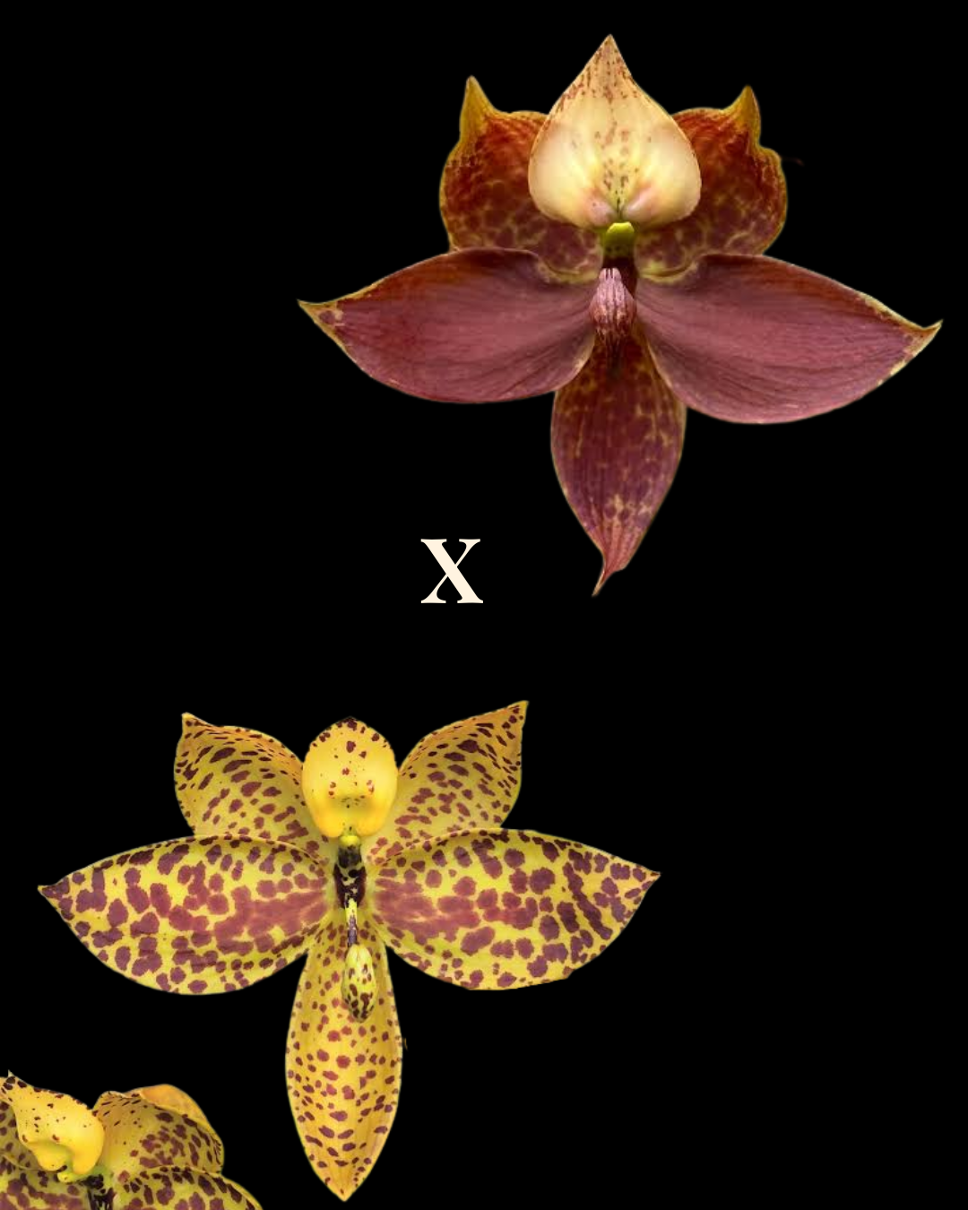 Cyc. Cygnus Atratus 'lo' x Cyc. Richard Brandon 'Sun Spots'