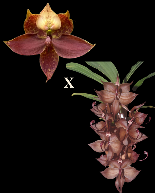 Cyc. Cygnus Atratus 'lo' x Cyc. cooperi 'Super Dark'