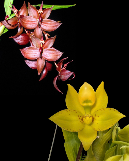 Cyc. Richard Brandon 'Star Falls' x Cyc. cooperi 'Super Dark'