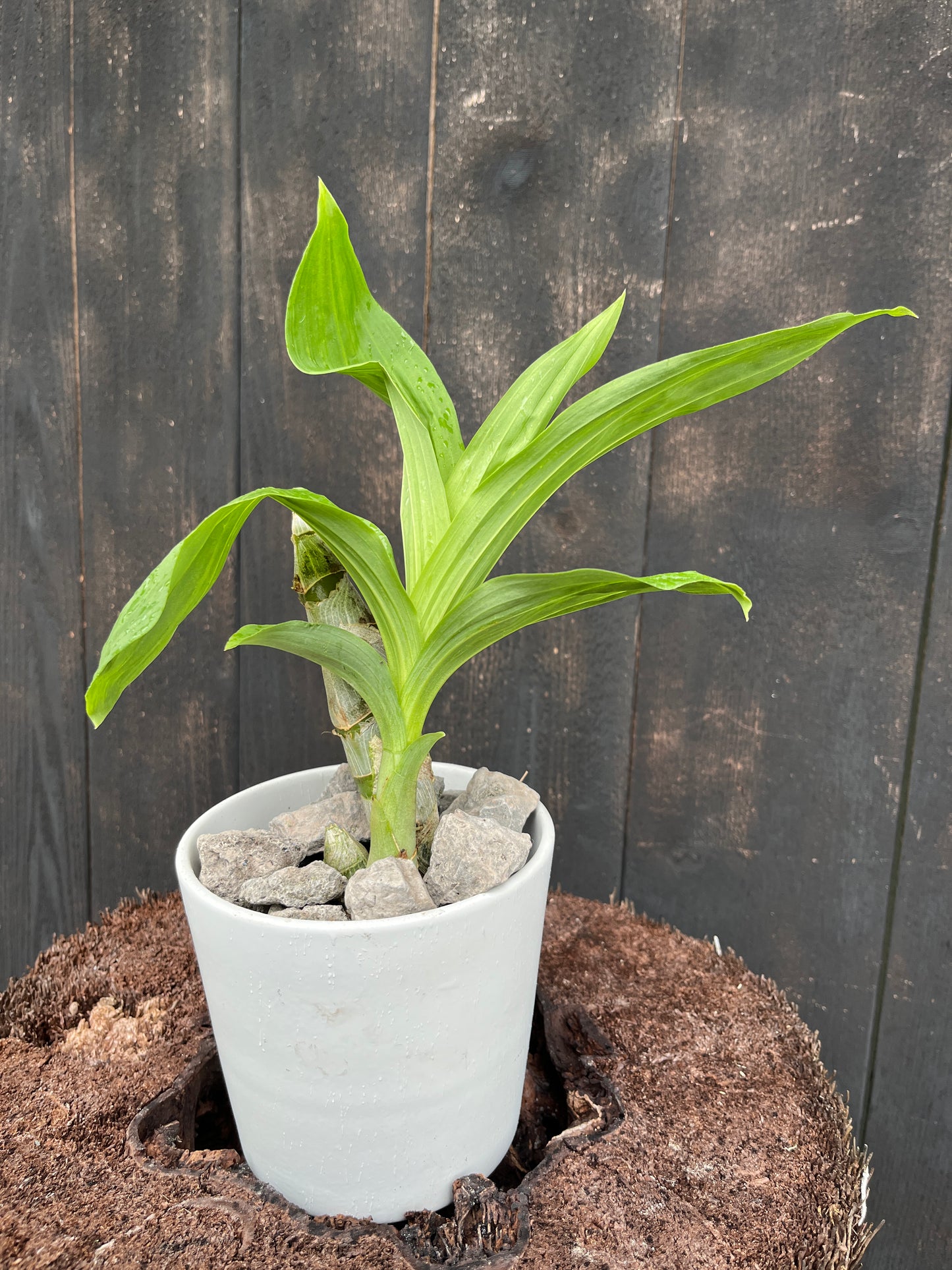 Cyc. warscewiczii