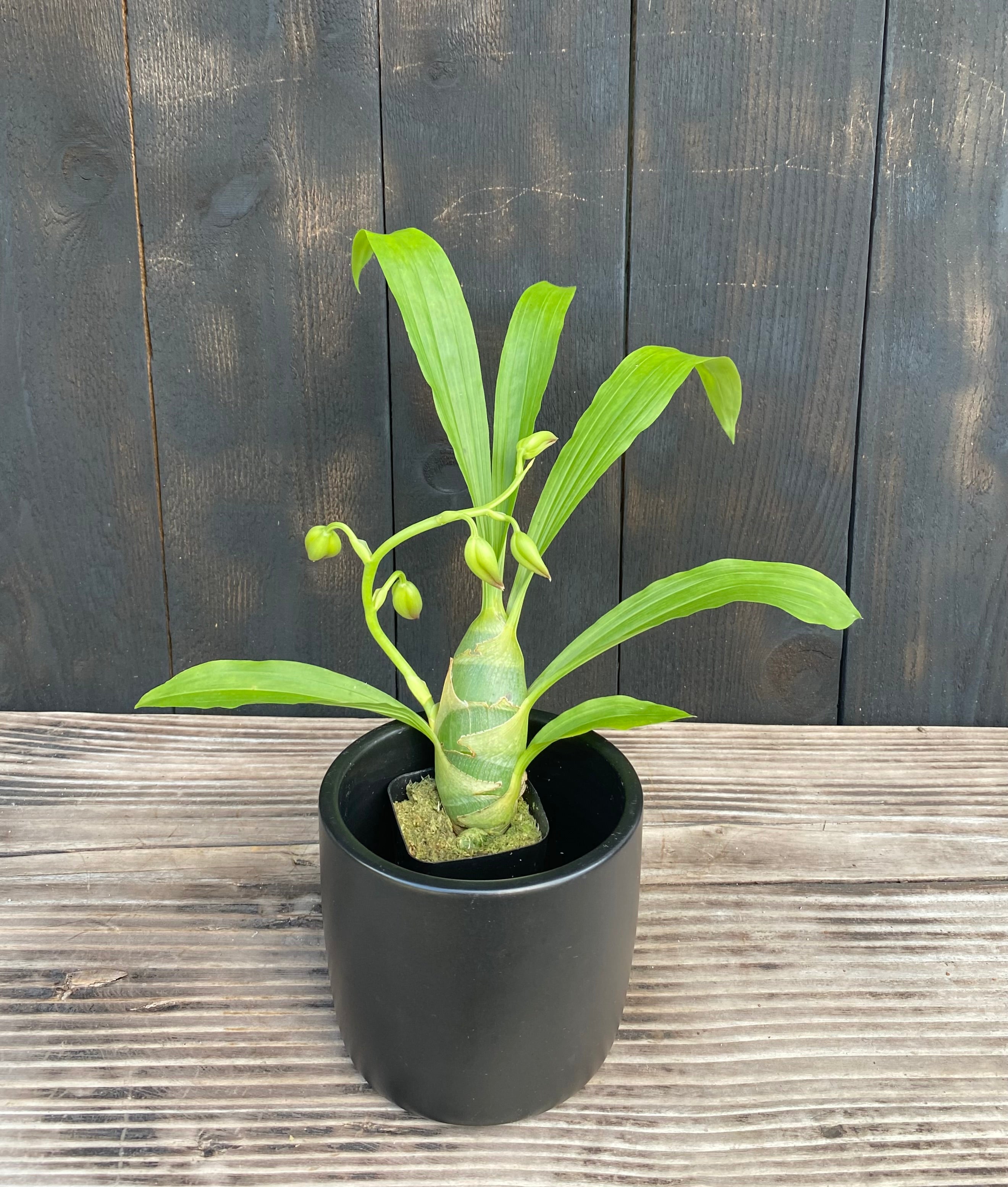Cyc. Taiwan Gold 'Orange' – Kalapana Orchid Farm