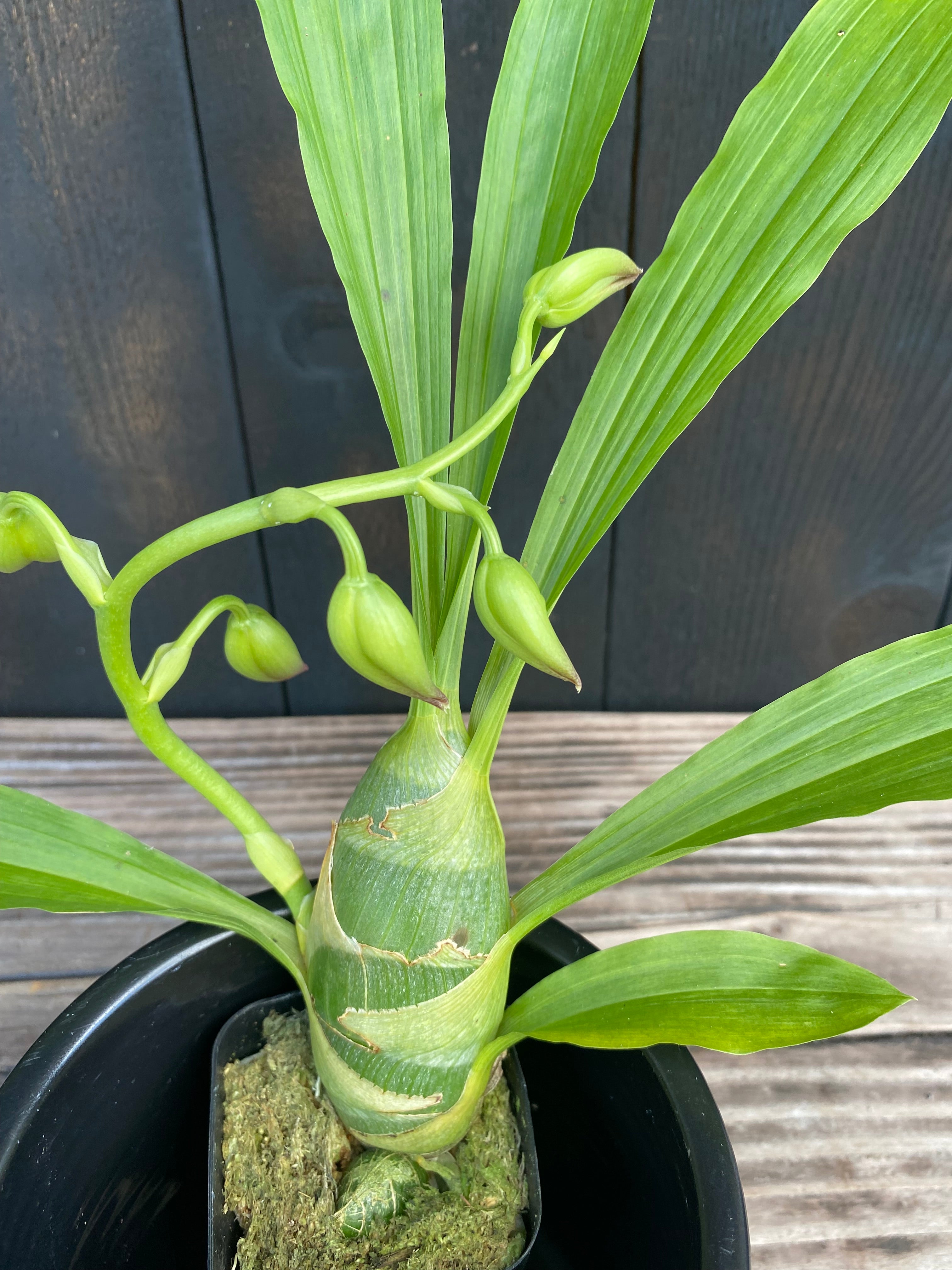 Cyc. Taiwan Gold 'Orange' – Kalapana Orchid Farm