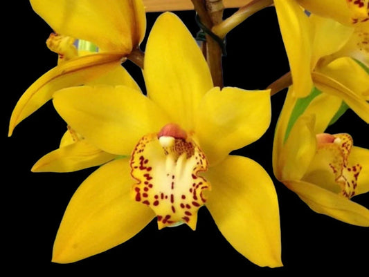Cym. Milton Carpenter 'Everglades Gold' AM/AOS- non bloom