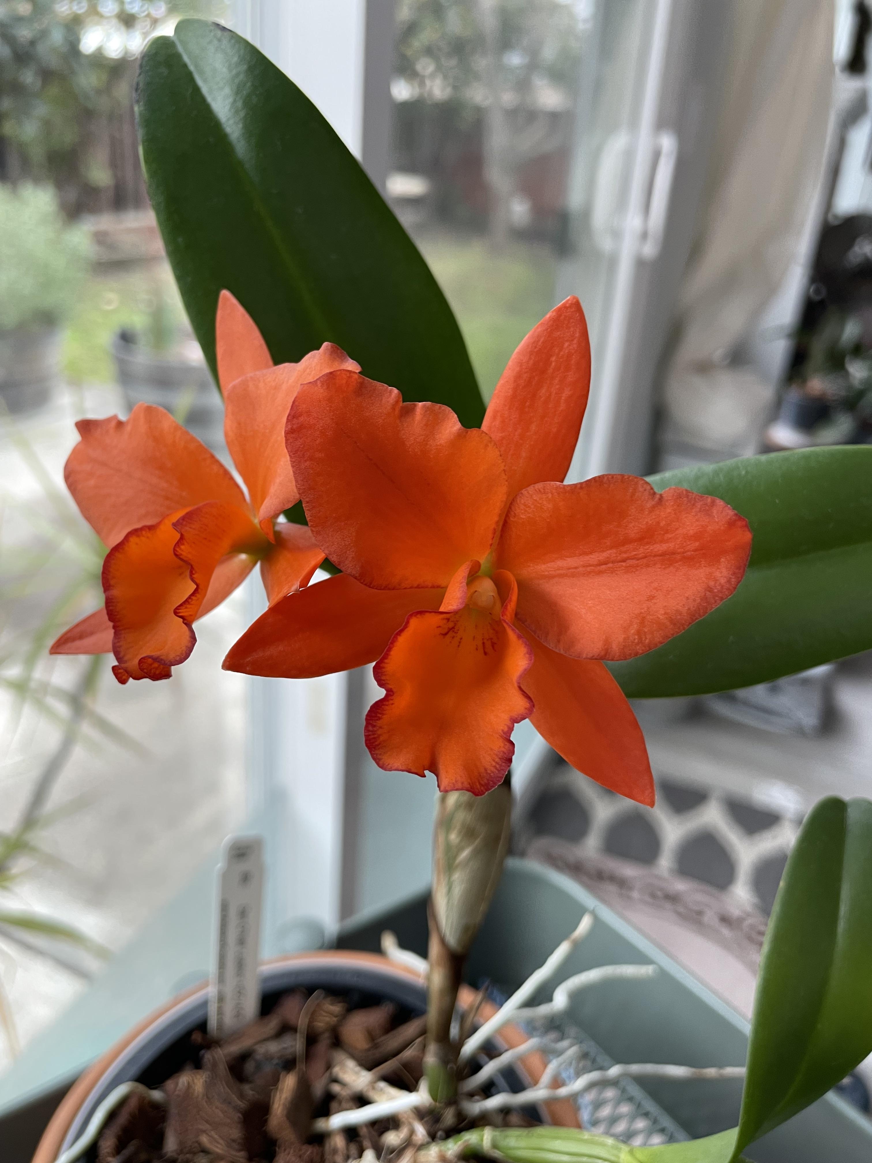 Blc. Dan O'Neil 'Jubilee' HCC/AOS- Blooming size – Kalapana Orchid