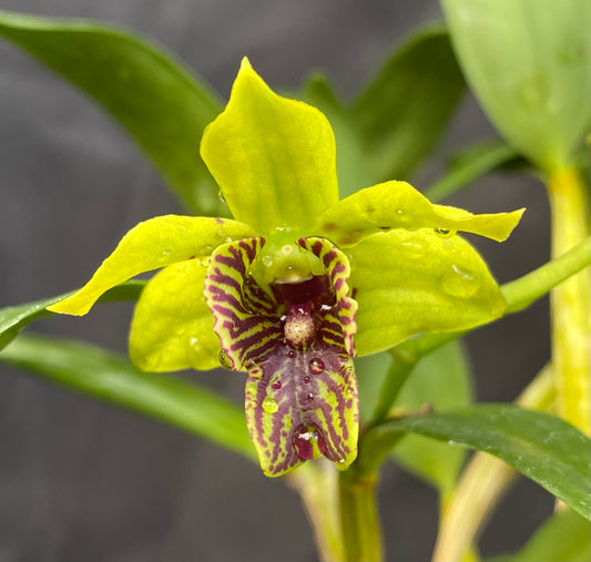 Dendrobium Andree Millar