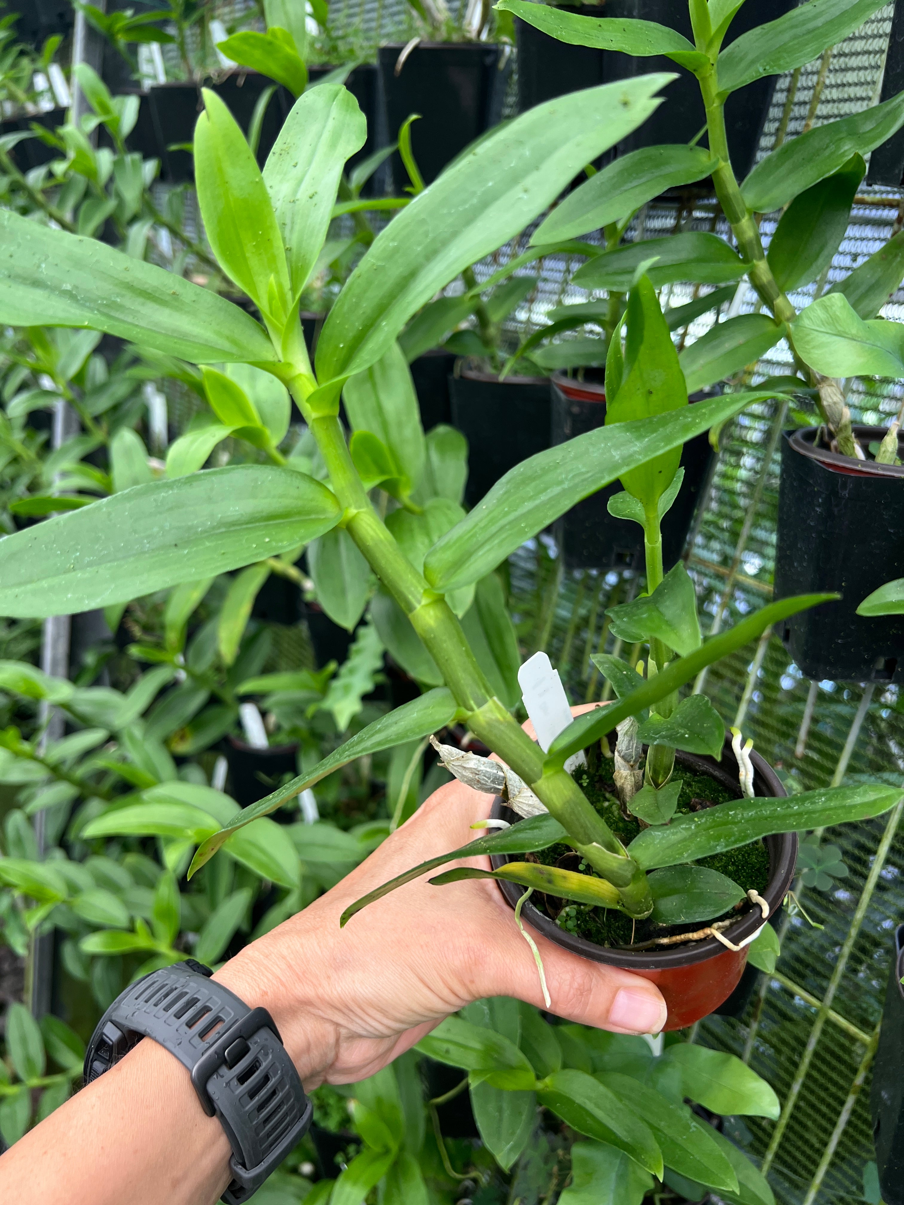 Newest Dendrobium anosmum 'Little Sweet Scent' Decidious Orchid/ 4 inch pot. Very Fragrant!