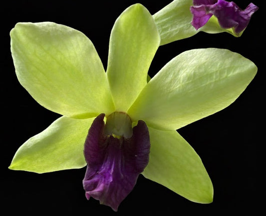 Dendrobium Burana Green Way
