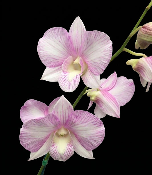 Den. Burana Pink Pearl