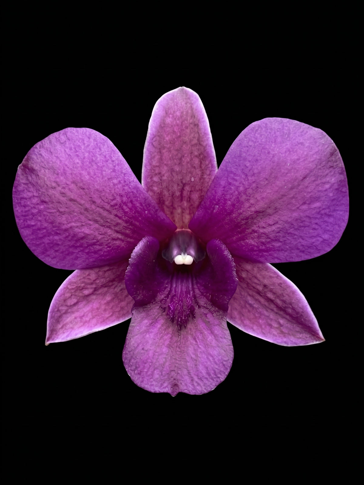 Den. Burana 'Blue Waxy'