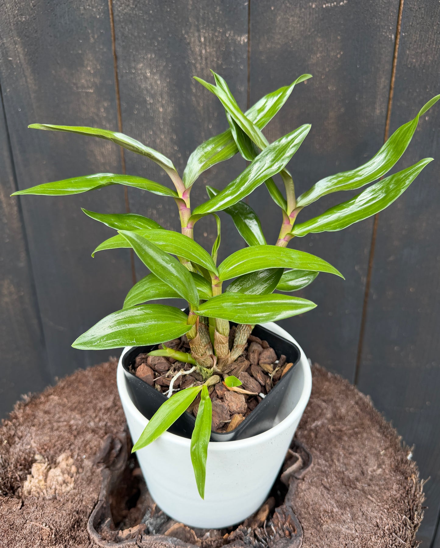 Dendrobium Hibiki