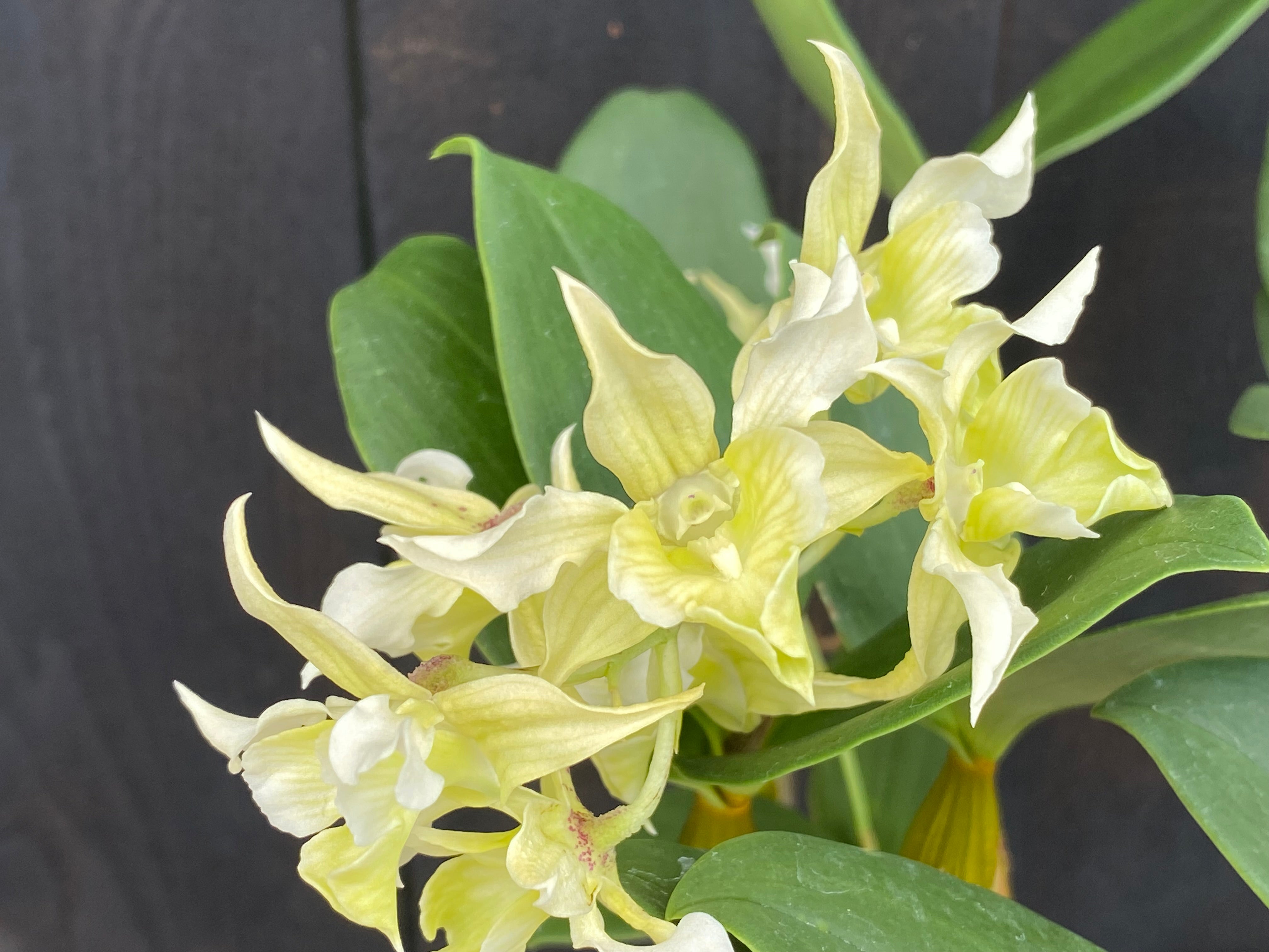 Dendrobium2　ガレージキット Den. Microchip x Den. forbesii – Kalapana Orchid Farm