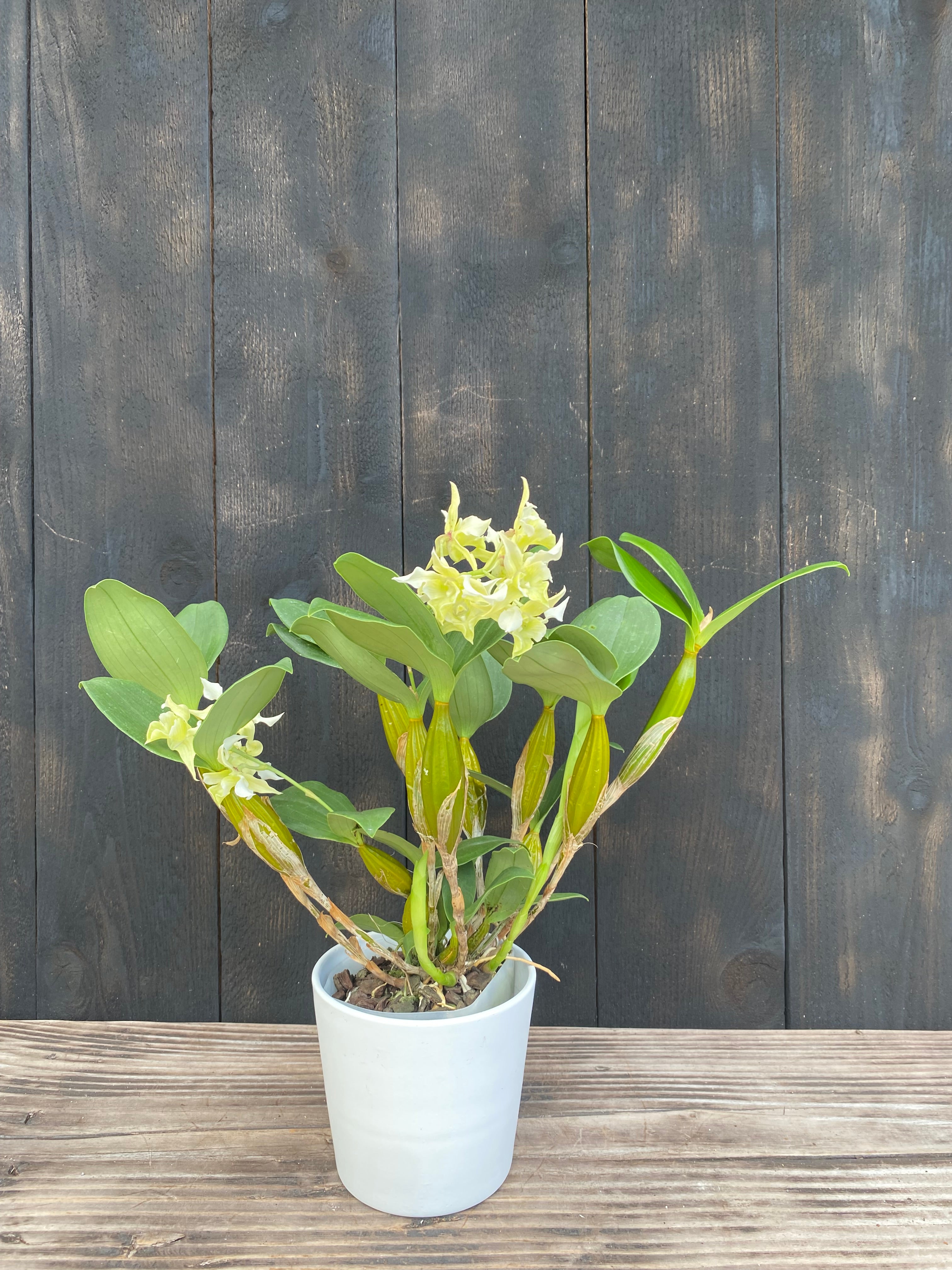 Den. Microchip x Den. forbesii – Kalapana Orchid Farm