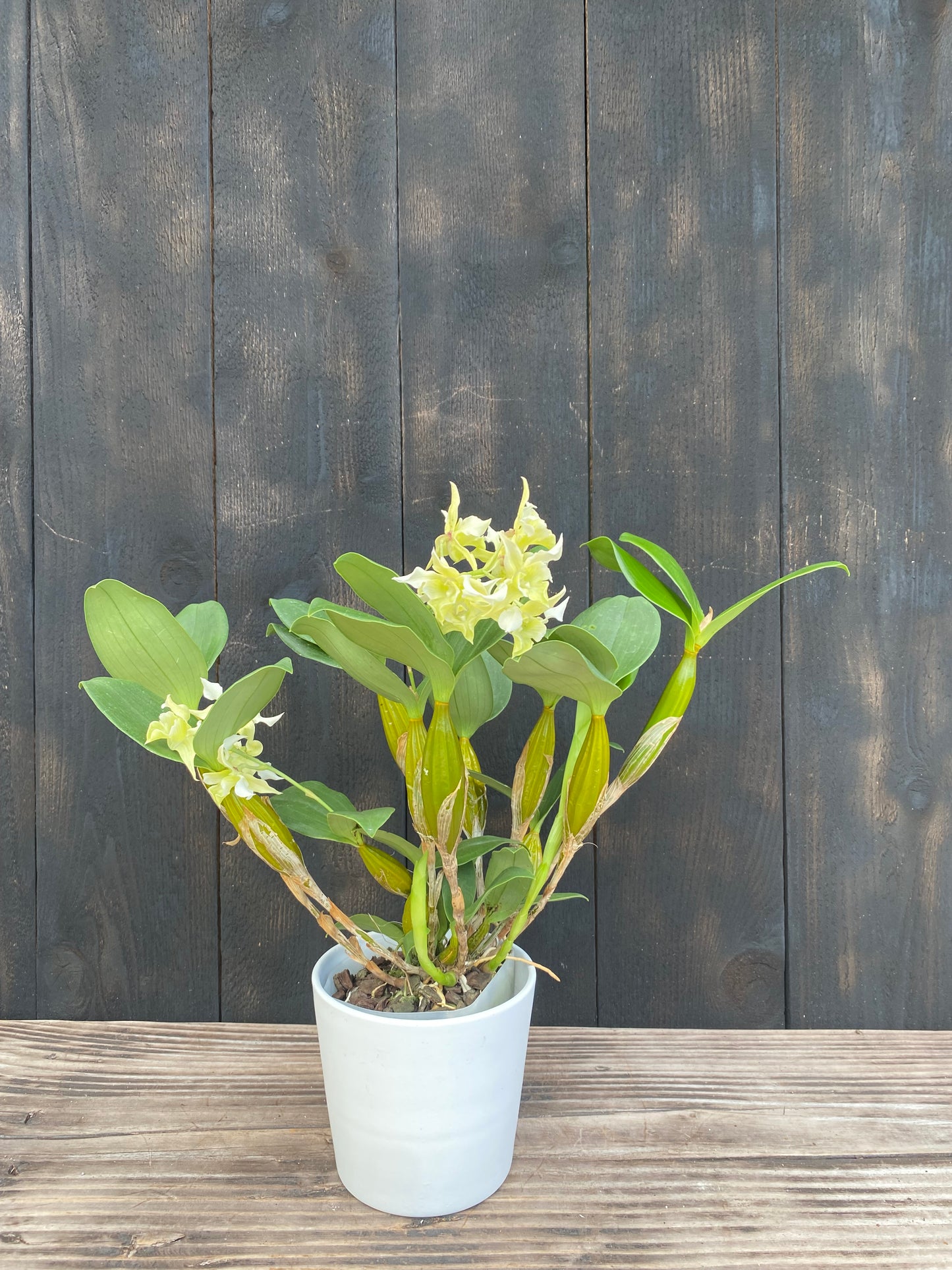 Den. Microchip x Den. forbesii