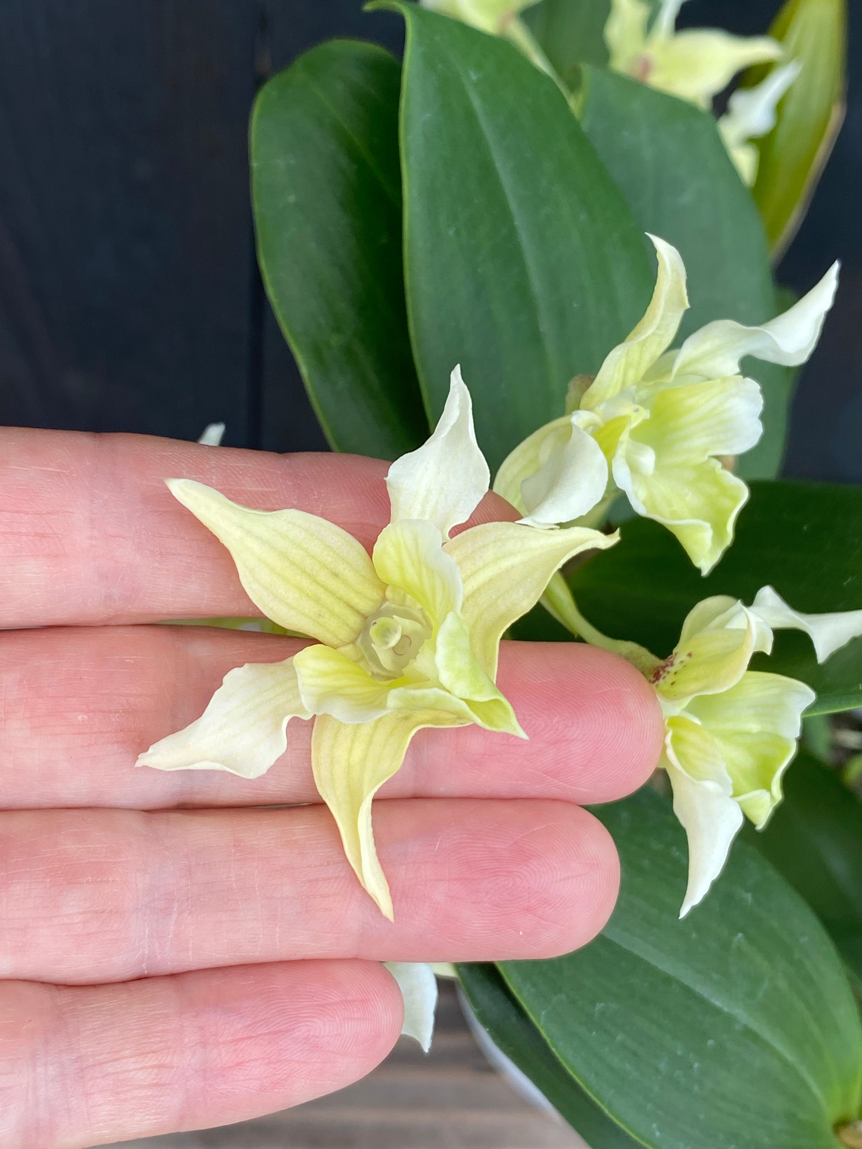 Den. Microchip x Den. forbesii – Kalapana Orchid Farm