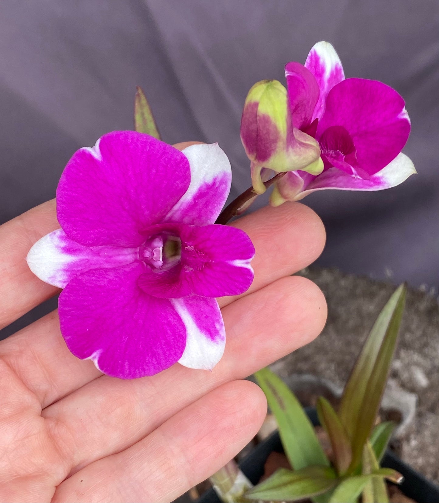 Dendrobium Mini Red Star