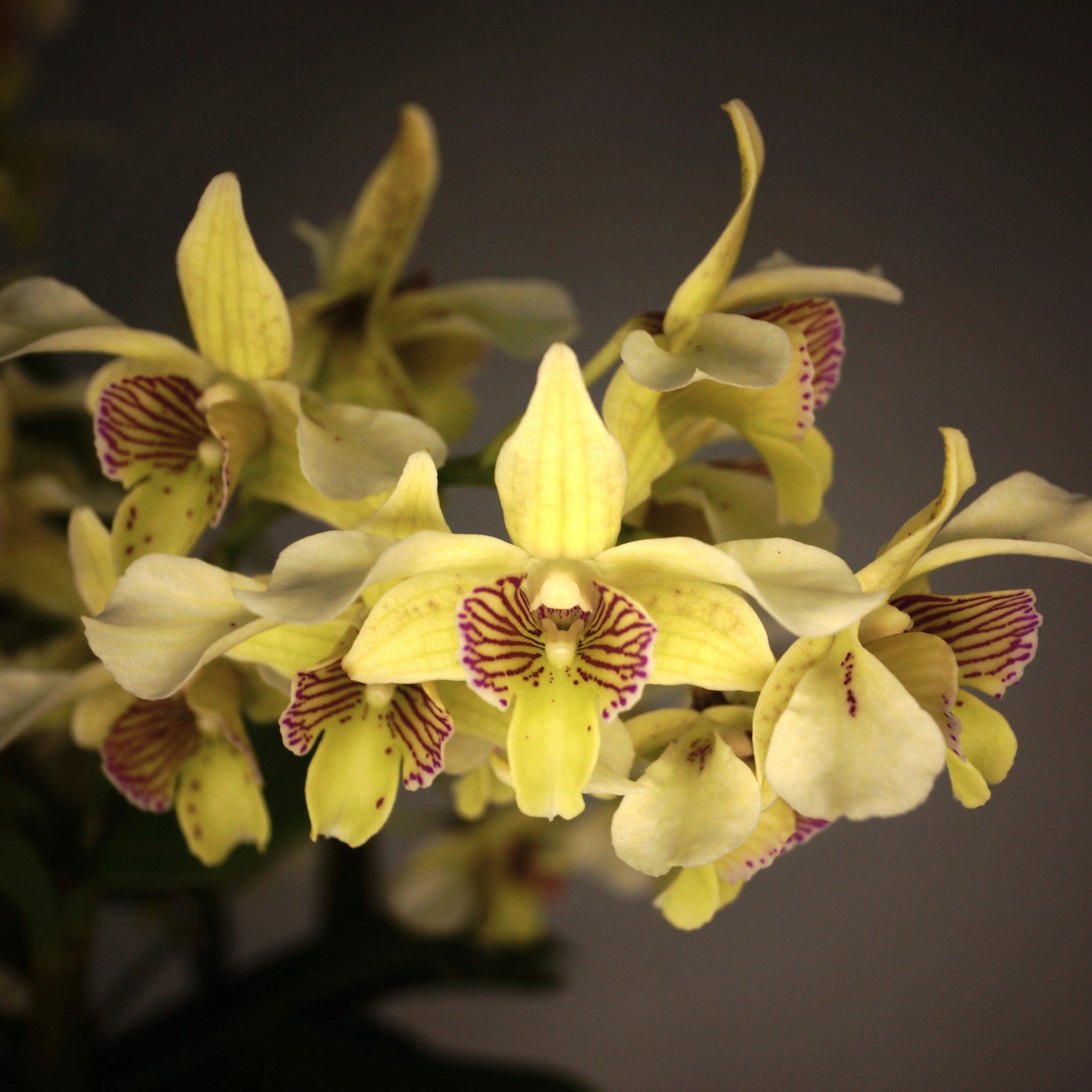 Kalapana Orchid Farm