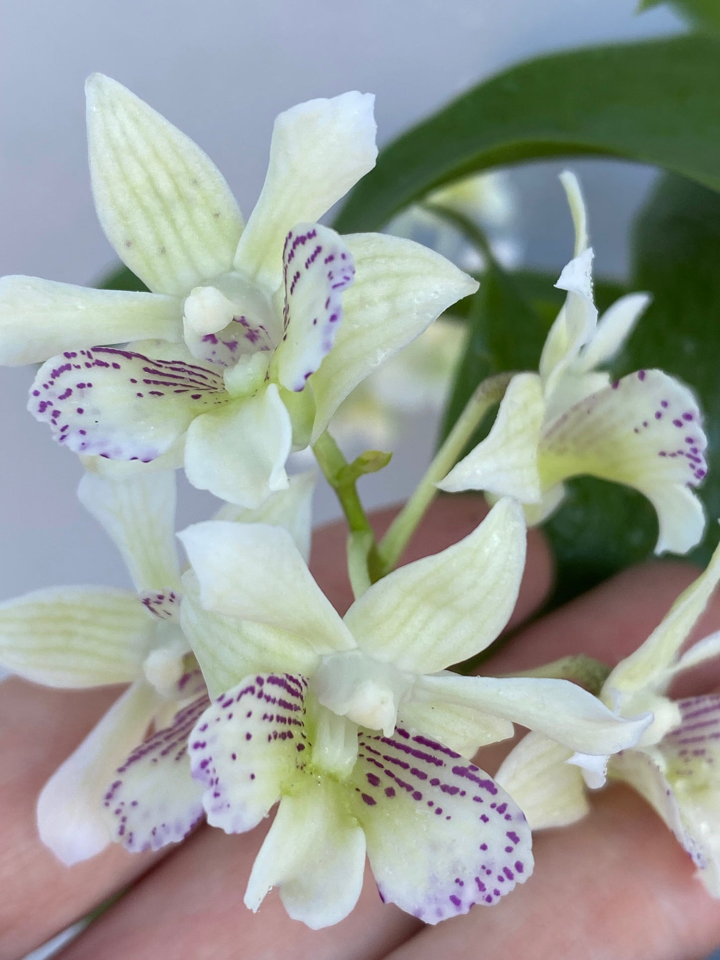 January Orchid of the Month~Den. Winter Pixie