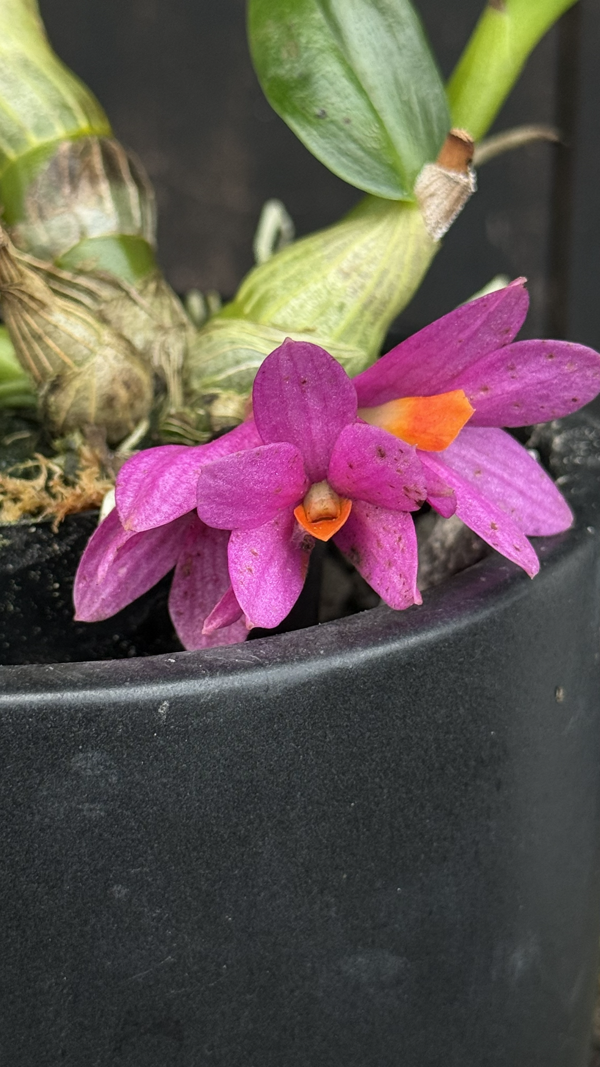 Den. Hibiki 'Tiny Bubbles'
