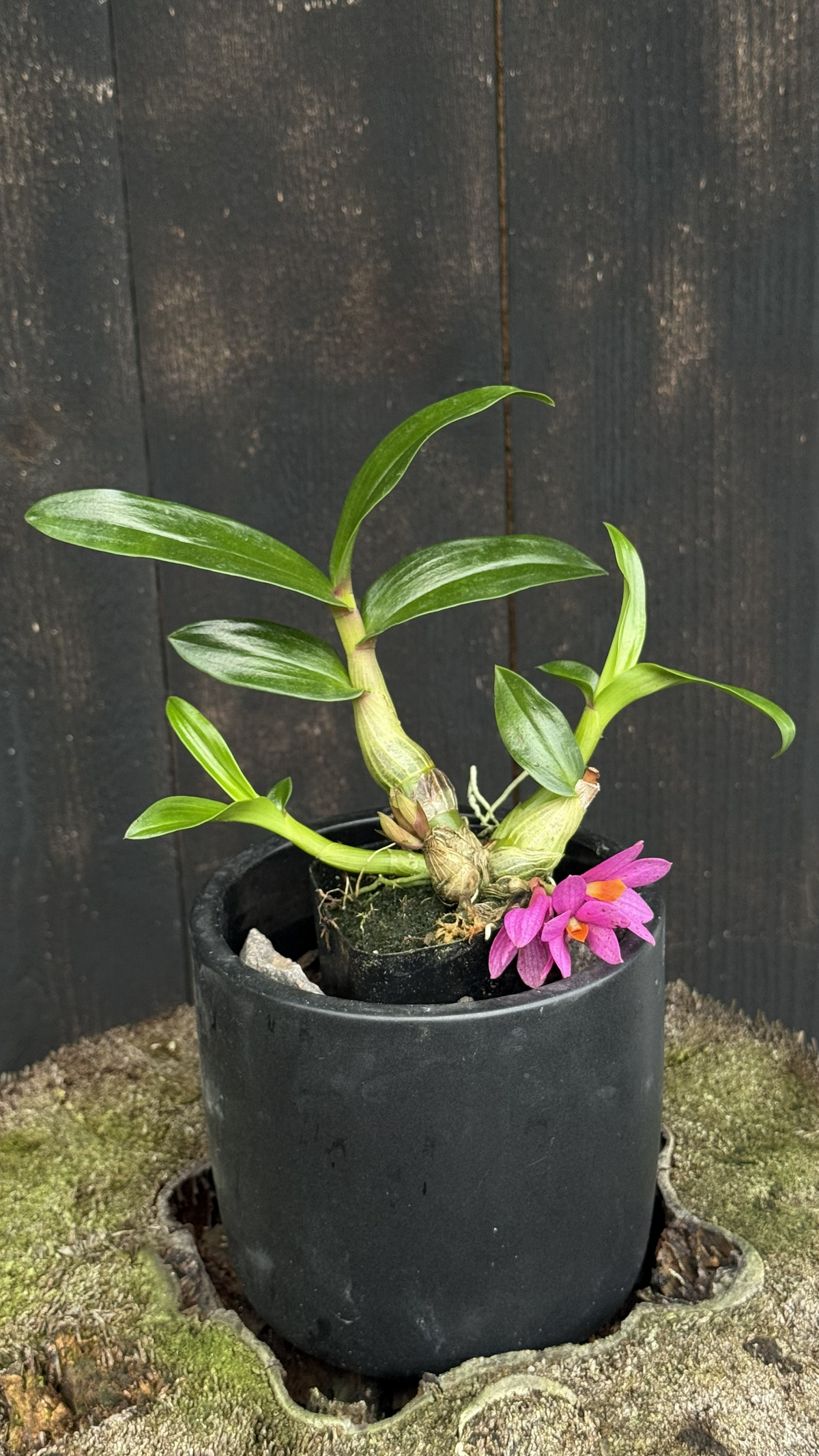 Den. Hibiki 'Tiny Bubbles'
