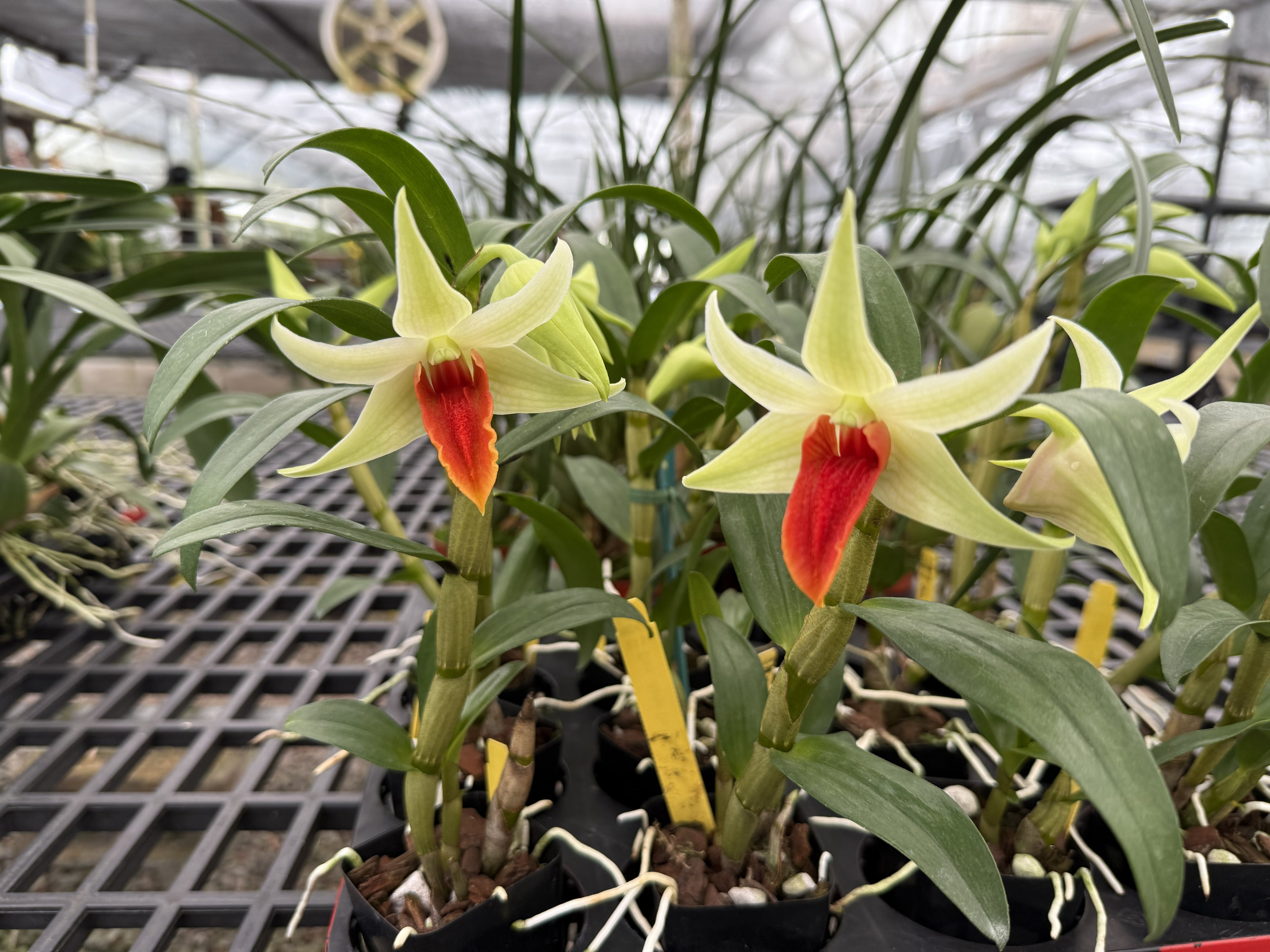 Den. Jiaho Delight 'Red Lip' – Kalapana Orchid Farm