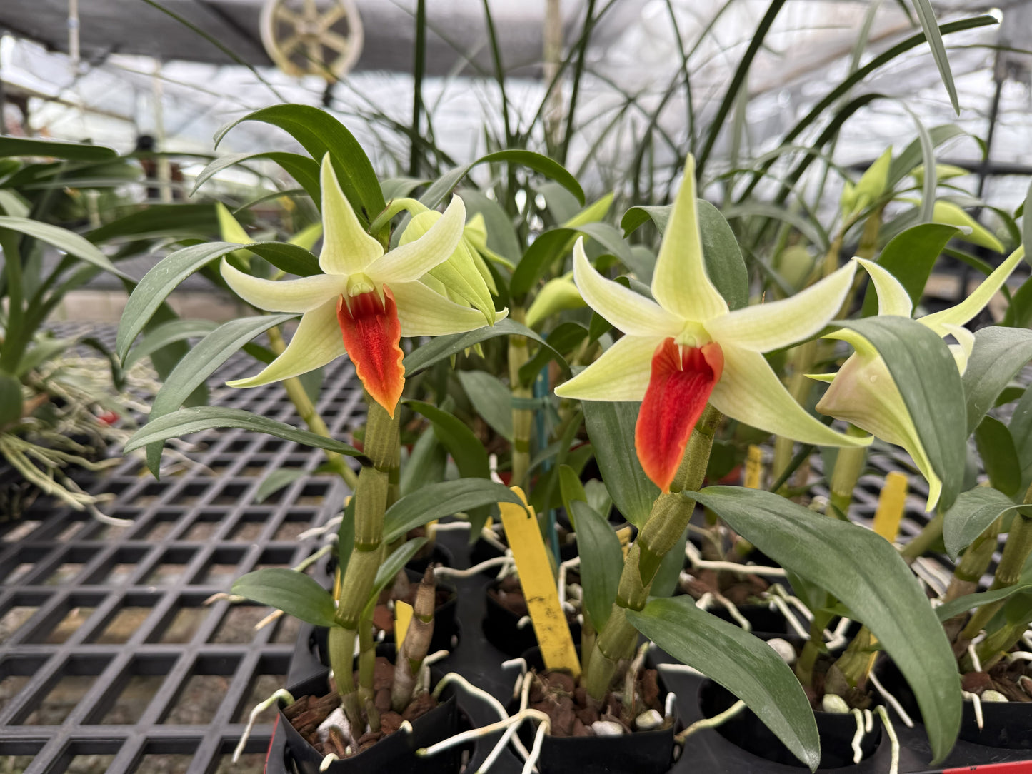 Den. Jiaho Delight 'Red Lip'