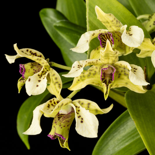 Dendrobium (Den.) atroviolaceum