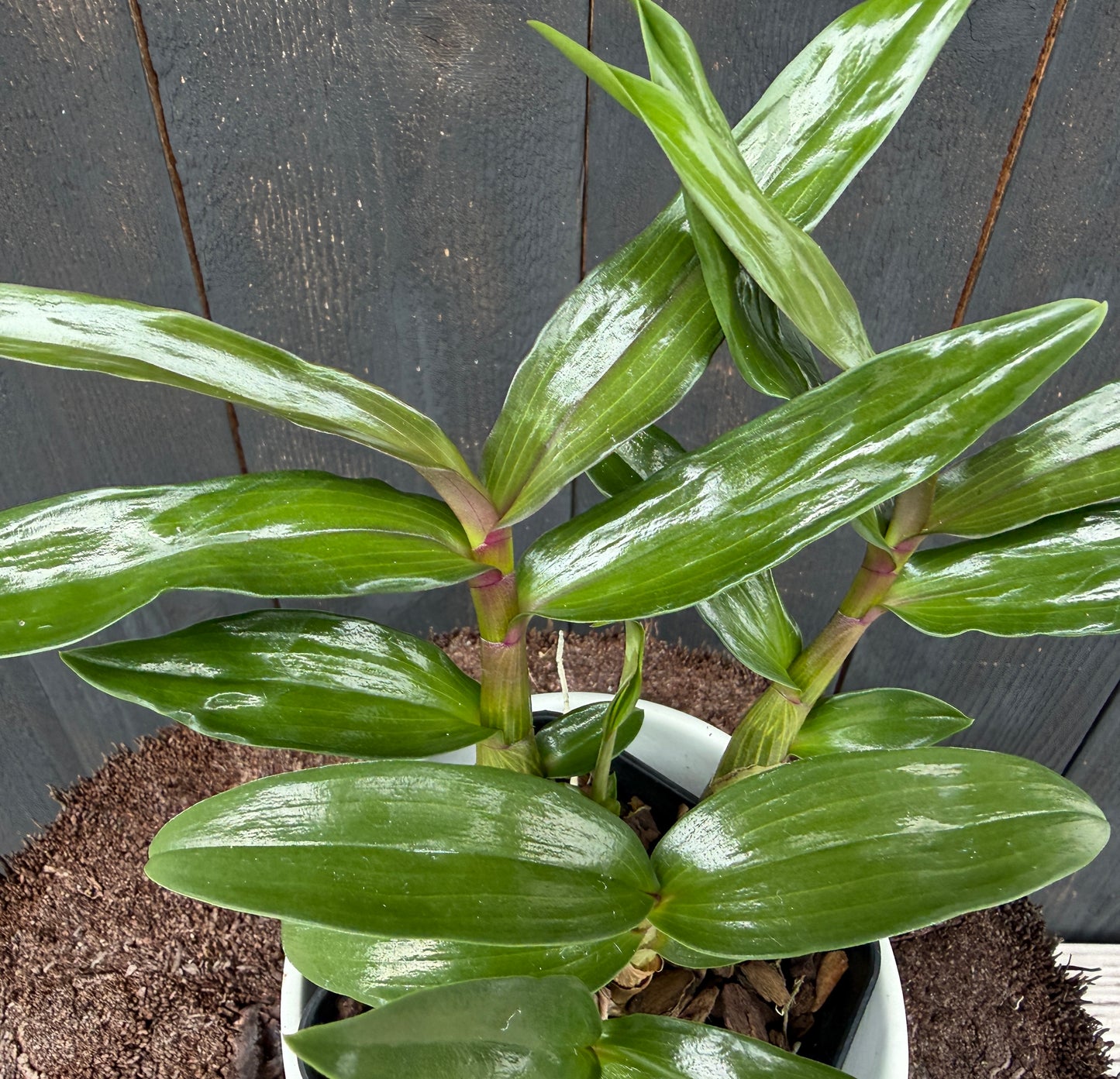 Dendrobium Hibiki