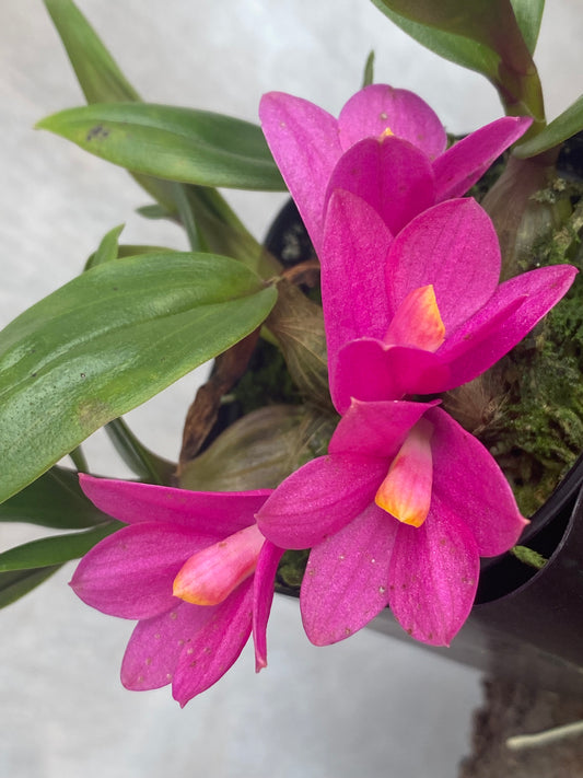 Den. laevifolium