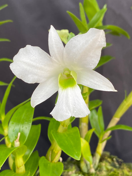 Dendrobium sanderae var. luzonicum