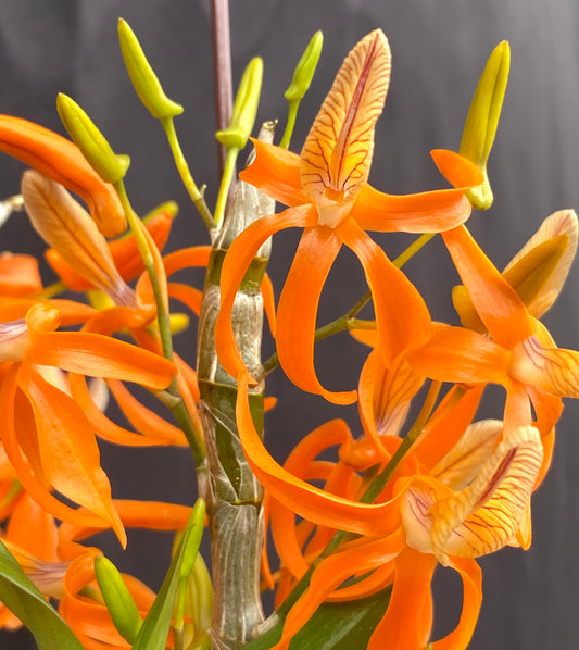 Dendrobium unicum