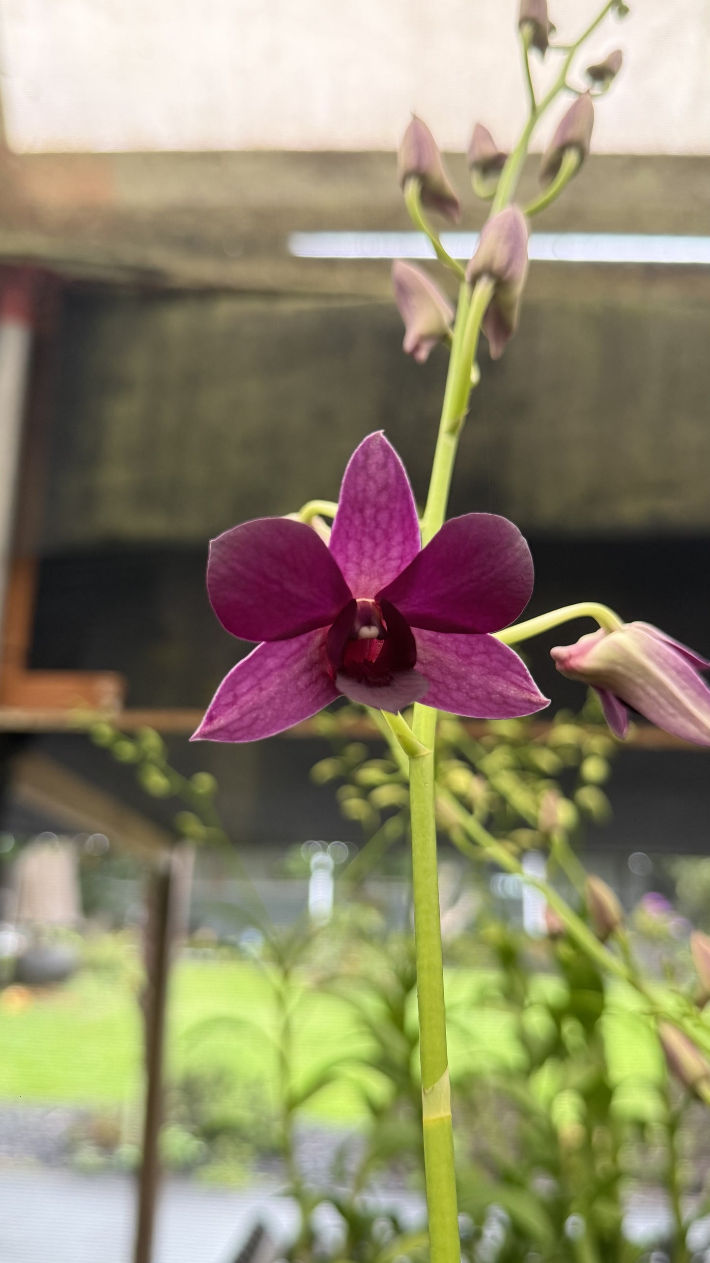 Den Irish Purple