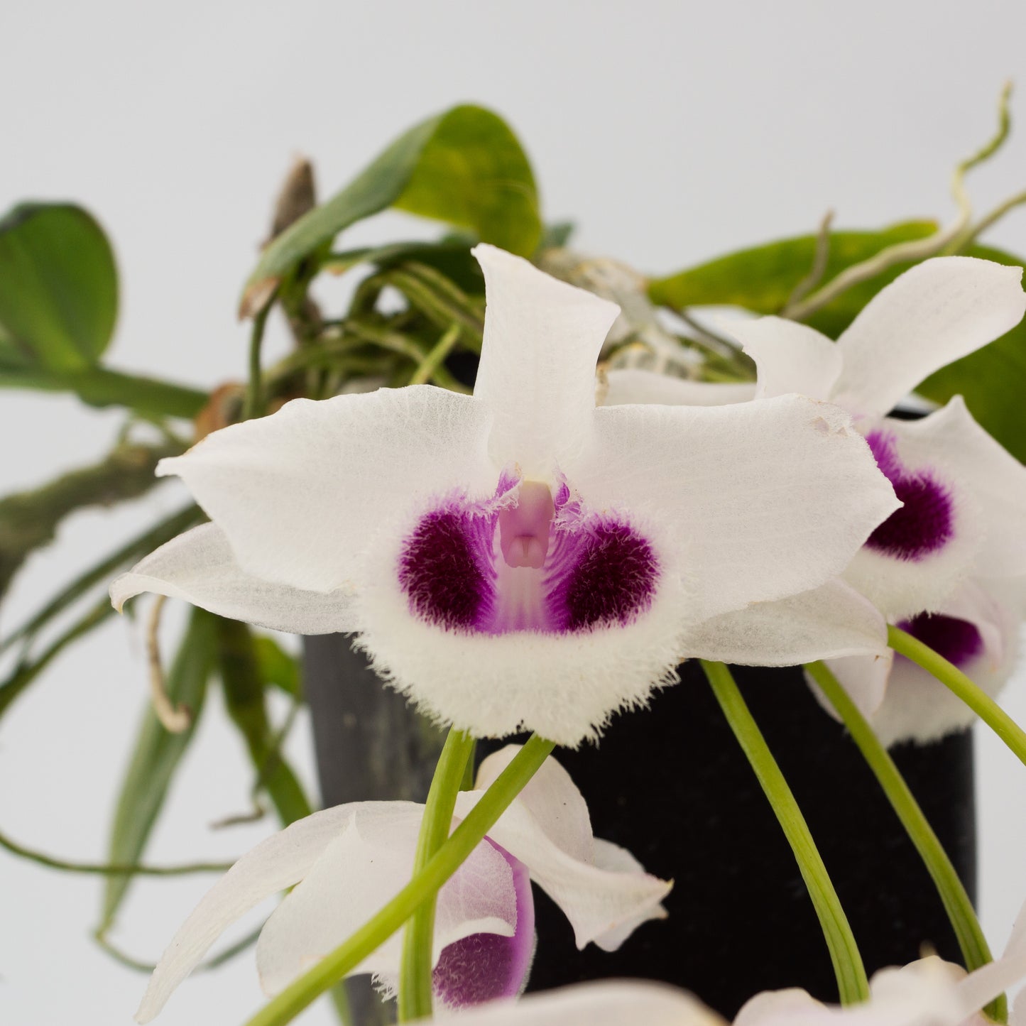 White and purple Hono Hono Dendrobium flower potted orchid plant Hawaii