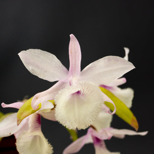 White and purple Dendrobium flower potted orchid plant Hawaii