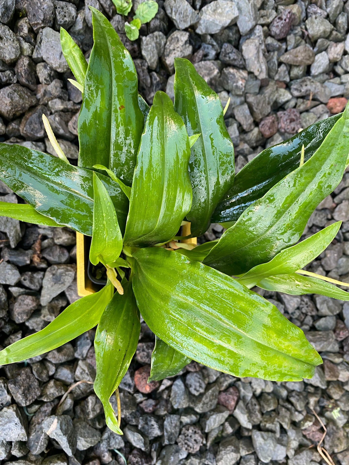 Dendrochilum glumaceum